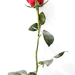 玫瑰花