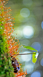 一棵刚萌芽的橡树苗 (© plusphoto/Getty Images)
1872年4月10日，在美国内布拉斯加州首次庆祝植树节，为了庆祝这个美丽的节日，当时的参与者种植了一百万棵树。随着全球变暖问题的加剧，植树节逐渐传播开来。也许你可以通过看护让刚刚萌芽的橡树苗逐渐成长成一棵强大的橡树来庆祝这个节日。
2017-04-28