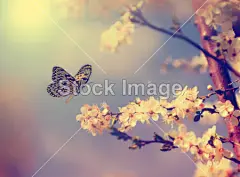 Vintage butterfly with flowers#鲜花# #花束# #捧花# #植物# #花店# #花艺# #婚礼# #生日礼物# #情人节礼物# #切花# #花朵# #装饰# #浪漫# #粉色花朵# #新娘捧花# #婚礼捧花# #花毛茛# #rose# #约会# #爱情# #白背景# #生日礼物# #春天# #樱花# #桃花# #春游# #春季旅游广告# #日本樱花旅游广告# #春季折扣# #春季打折# #樱花壁纸# #樱花背景素材# #春天背景# #春天大自然# #春季郊游# #春天生机#