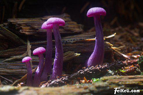 你肯定没有见过盘点10种最奇怪的蘑菇