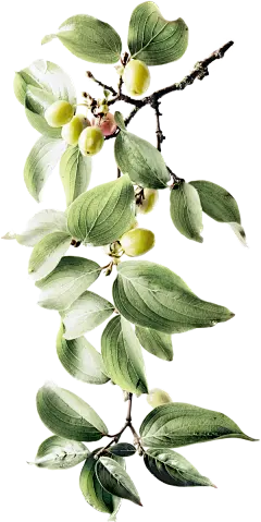 Leafs : Photographic illustration: The leaves of tree-education path were illustrated in reference to the Florapark as the beautiful surroundings of the Flora Café in Düsseldorf and used for our blog about cafés &quot;mit milch und zucker&quot;:We love ca