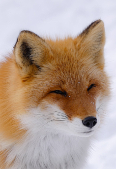 狐狸##狐##赤狐#摄影师推特:kurinoigaiga 67676767采香菇的