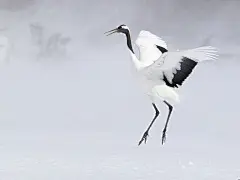 舞