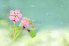 父亲节,母亲节,贺卡,十字支撑,四叶草,美,水平画幅,夏天,生日,摇滚乐