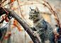 Photograph Little Hunter by Zoran Milutinovic on 500px
CameraNIKON D300
Focal Length35mm
Shutter Speed1/500 secs
Aperturef/1.8
ISO/Film400