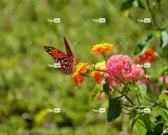 自然 昆虫 美丽的花朵 花 花壁纸 蝴蝶 植物群 夏天 花园