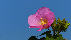 〆流年亦夢╮采集到花卉•芙蓉花