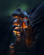 Daniel Laan制作的Glowing Mushrooms，展示了腾龙90mm的质量。