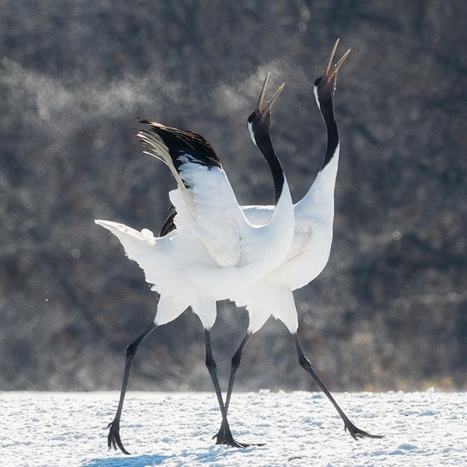 ^ 雪中鹤 ​​​