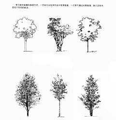 Amelia_c采集到绘画-植物素材