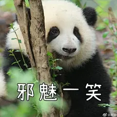 分享一下花花的表情包