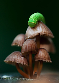 小白兮兮采集到哦哦  动植物