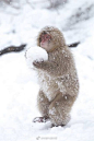 #玩雪球的小猴子#日本雪猴Macaca fuscata实在太萌了！小猴几冬天在雪地里滚雪球、打雪仗！ ​​​​这搓的雪球比我搓的还圆，想跟他们打雪仗~ ​​​​
