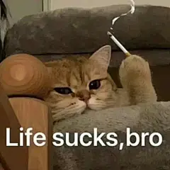 快发给男朋友的可爱抽象猫猫表情包第十弹 - 小红书