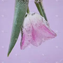郁金香花在水里。淡紫色的粉红色郁金香在淡紫色的背景上的气泡。