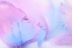 羽毛图片，羽毛素材，羽毛背景，羽毛壁纸下载鸿毛818A0481 – 饿狐背景网站-微距高清设计素材免费图片下载海报壁纸摄影背景素材，背景图，背景墙，背景板，背景图片，背景纹理，背景板设计，背景材质，背景大图