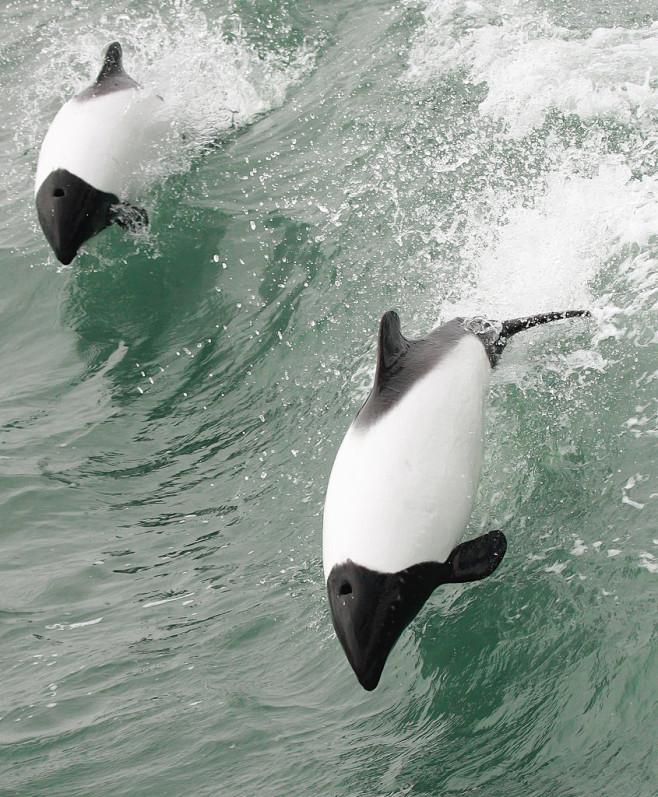 Commerson’s Dolphin,...