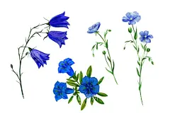 花卉 矢量花  - 源文件下载【酷图网】花卉,矢量花,花朵,红蓝玫瑰,月季,北欧风格元素,绿叶植物,贺卡,花草,花卉植物,鲜花,