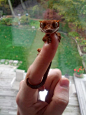 Creepi Crawlies