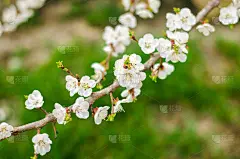 白色的杏花。花蕾在四月开花的树。春天的概念。自然背景。设计的壁纸。有选择性的重点