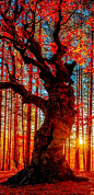 Which wonderful color of Autumn most matches your spirit?: 