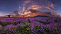 Lavender sea : Endless lavender fields of Bulgaria. Two-row horisontal panorama