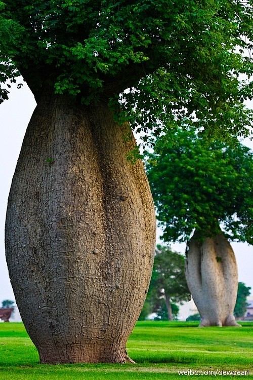 这种树叫Toborochi Tree，像...