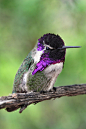 Costa's Hummingbird by papatheo on deviantART