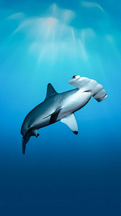 2D原画采集到海洋生物