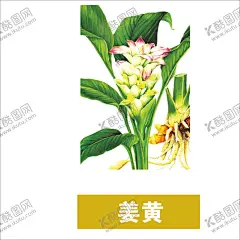 草本植物药材图片 【酷图网】中医,医学,传统,医疗,中药,中草药,药膏,中国风,工笔画,创意手绘,水彩中草,中草药植物,花卉本草,药,中草药材,药材,手绘,中医草药,中医药材,中药材,金银花,牛黄,黄连,人参,甘草,薄荷,冬虫夏草,丁香,药材插画,线稿,素描,手绘药材,手绘中药,草本,草药插画,手绘植物,免扣,PNG,素材