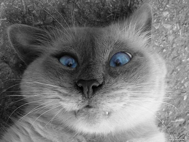 blue cats selective ...