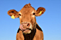 牛, 头, 母牛头, 动物, 牲畜, 性质, 奶牛, 反刍动物, 哺乳动物