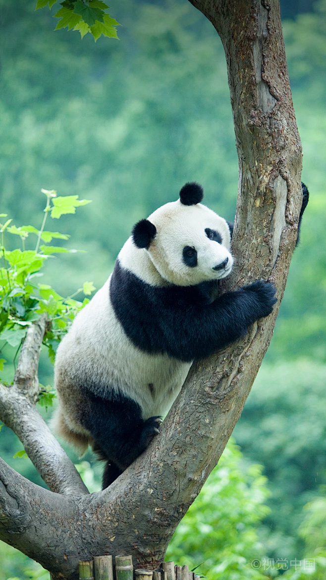 四川大熊猫栖息地保存的野生大熊猫占全世界...