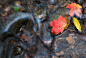 Photograph Fallen Leaves by Paul Dekort on 500px