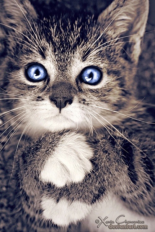 = blue eyes