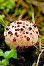 血齿菌学名（Hydnellum pecki），也被称之为“恶魔牙齿”或者“草莓加奶油”，是蘑菇的一种类型，在美国西北太平洋沿岸和中欧的松树林中非常常见。并不具有毒性。不过，这种蘑菇味道很苦，以避免自己沦为人类和动物的盘中餐。科学家经分析发现，出 血齿菌渗出的亮红色液体中含有一种被称之为“Atromentrin”的抗凝血剂，拥有与天然有机抗凝血剂肝磷脂类似的特性。