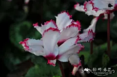 仙客来