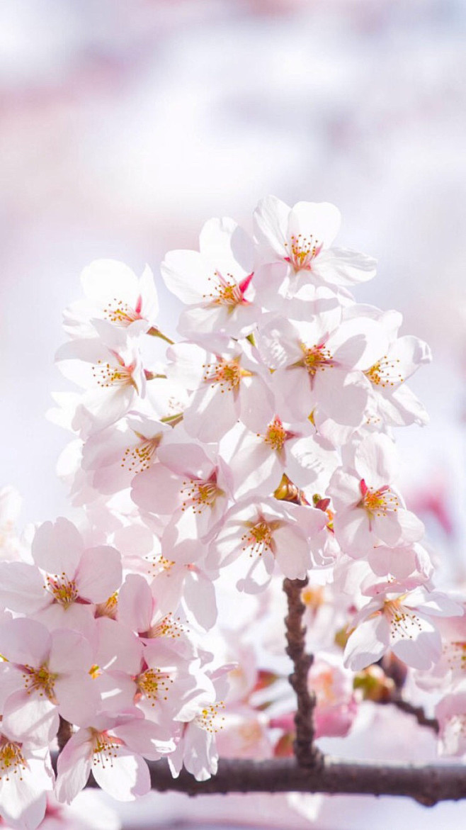 樱花壁纸