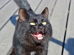 点击来源直接获取大图文件 |黑猫张开嘴巴发声