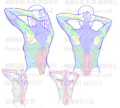 用户1LBhV0Cj采集到人体参考