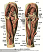 人体解剖--骨骼，肌肉很全面的套图