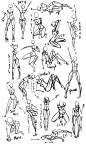 人物动态姿势画法图集丨人物比例动态动作分解/肌肉骨骼动画漫画分析