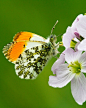 Orange-tip Butterfly