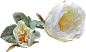 唯美手绘欧式复古艺术花卉纹理相框影楼元素 手账设计PS素材 (79)