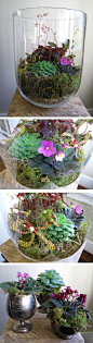 Terrariums,多彩的迷你小花园