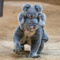Photo by Everything Koala  in United States. May be an image of koala.