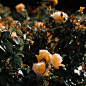我的院子里有四万万多玫瑰花 - 布鲁斯小岛 - CNU视觉联盟