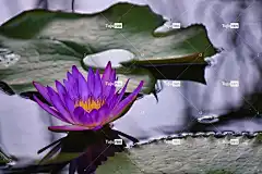 荷花 花壁纸 紫花 花卉背景 池塘 水生植物 自然 花