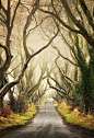 Misty, The Dark Hedges, Northern Ireland