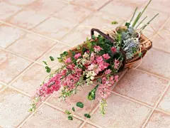 唯美的室内花写真桌面高清壁纸桌面壁纸4